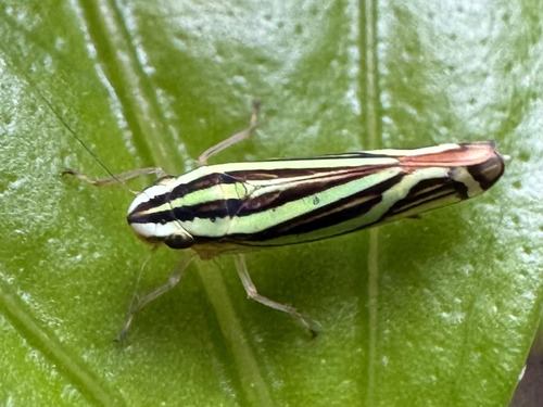 Sibovia sagata