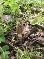 Morchella diminutiva