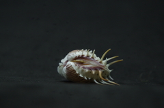 Hysteroconcha multispinosa