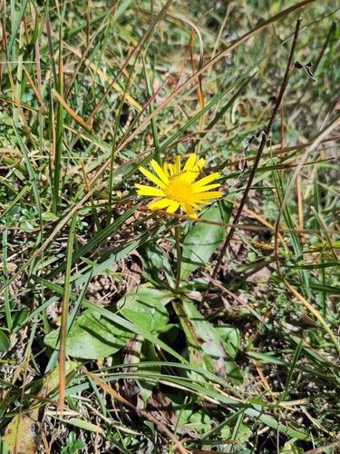 Yellow Oxeye