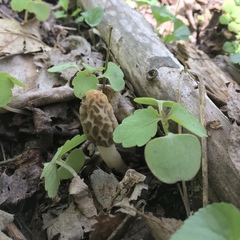 Morchella diminutiva