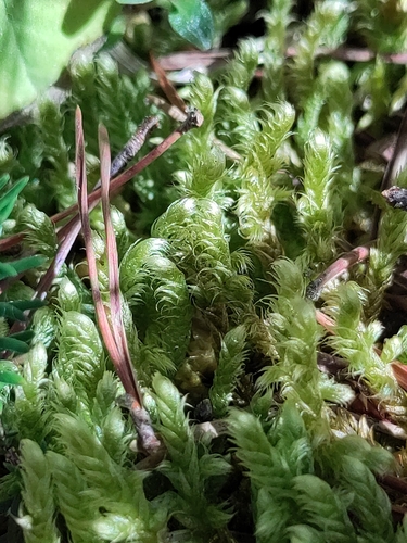 Rhytidium rugosum observed 2026-10-04