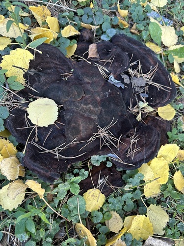 European Dyer's Polypore