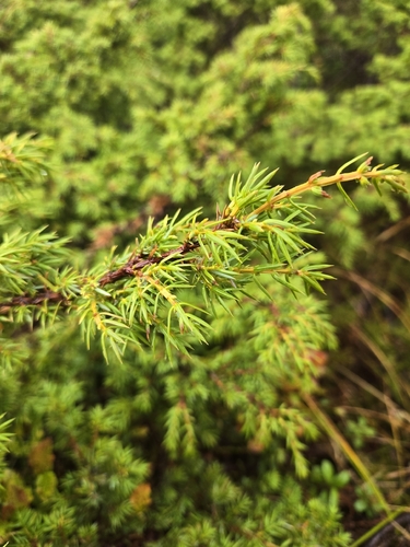 common juniper