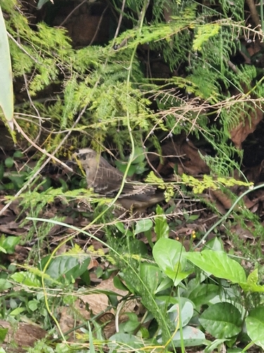Chalk-browed Mockingbird