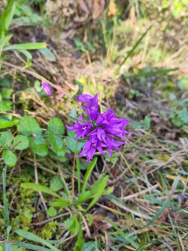 clustered bellflower