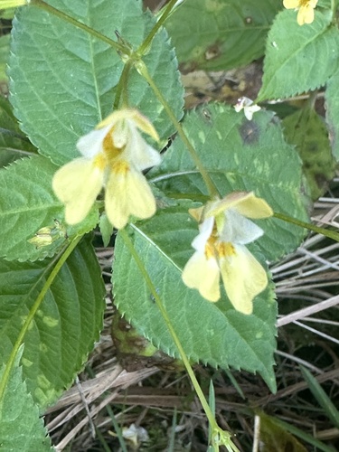 small balsam