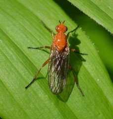 Dryomyza