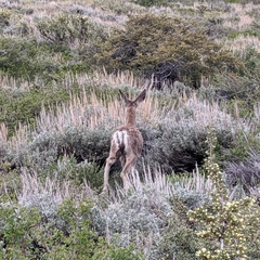 Odocoileus hemionus inyoensis