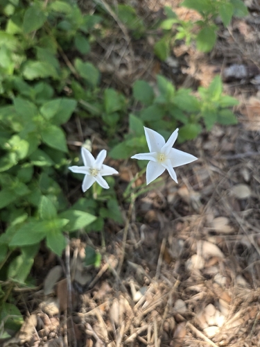 Brazos rain-lily