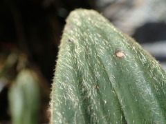 Celmisia verbascifolia