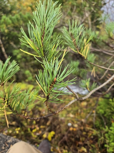 Scots pine