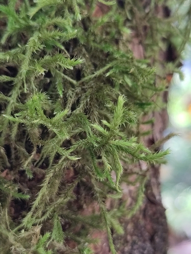 Pendulous Wing-moss