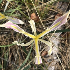Iris tenuissima