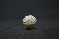 Leptopecten tumbezensis