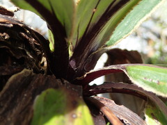 Celmisia verbascifolia