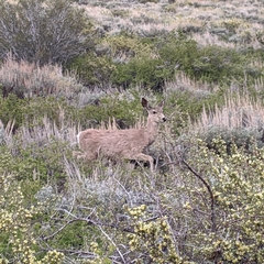 Odocoileus hemionus inyoensis