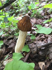 Morchella punctipes