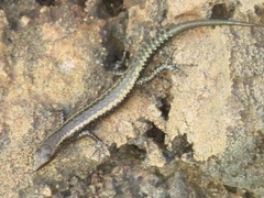 Cryptoblepharus africanus