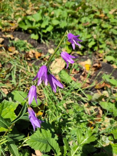 Creeping Bellflower