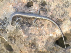 Cryptoblepharus africanus