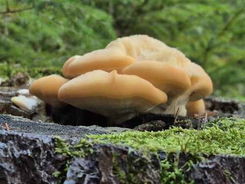 Climacocystis borealis