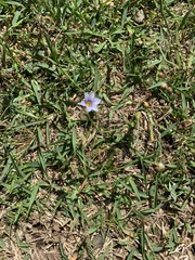 Sisyrinchium rosulatum