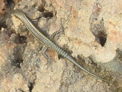 Cryptoblepharus africanus