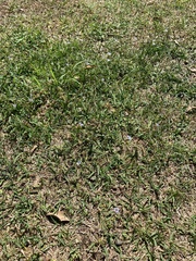 Sisyrinchium rosulatum