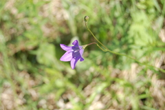 Campanula stevenii