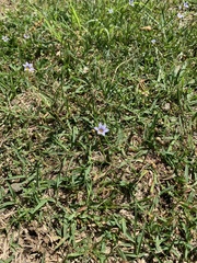 Sisyrinchium rosulatum