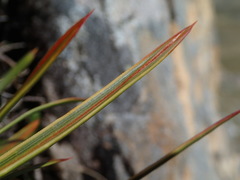 Aciphylla crenulata