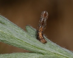 Ematurga atomaria
