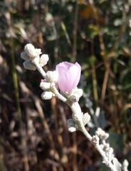 Malacothamnus hallii