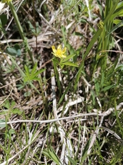 Potentilla flagellaris