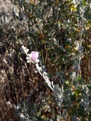 Malacothamnus hallii
