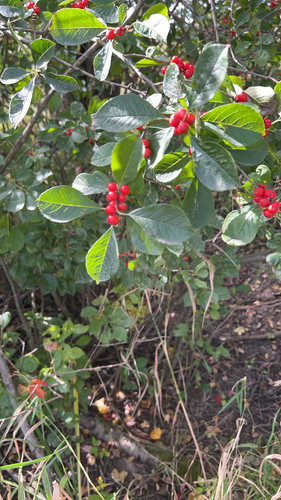 winterberry holly