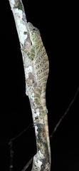Anolis frenatus