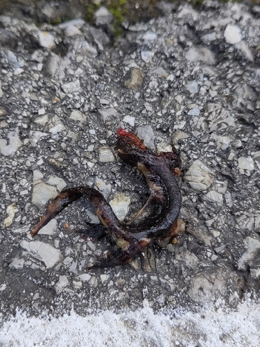 Alpine Newt