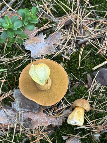 Velvet Bolete