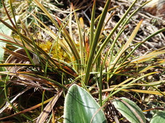 Aciphylla crenulata