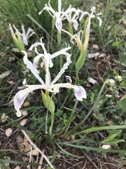 Iris tenuissima