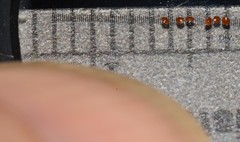 Triodanis lamprosperma