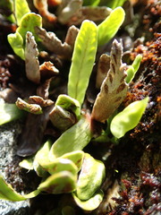 Notogrammitis givenii