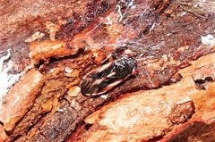 Stylogeocoris elongatus