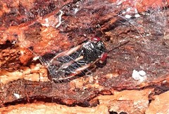 Stylogeocoris elongatus