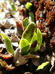 Notogrammitis givenii