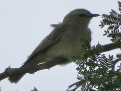 Bradornis microrhynchus