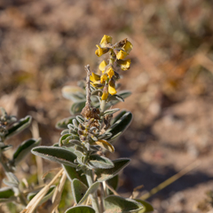 Crotalaria smithiana