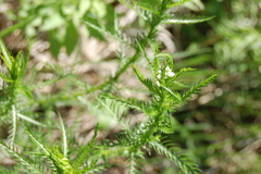 Achillea impatiens
